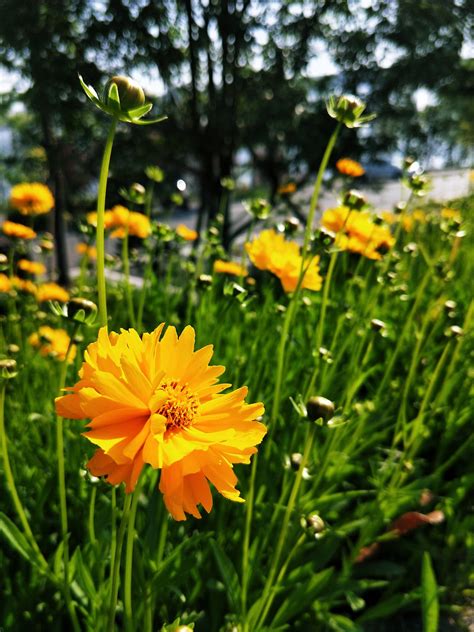 夏天的花|摄影|微距|得的 - 原创作品 - 站酷 (ZCOOL)