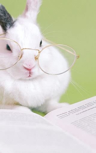 小白兔的特点描写,小白兔的,小白兔白又白简_大山谷图库