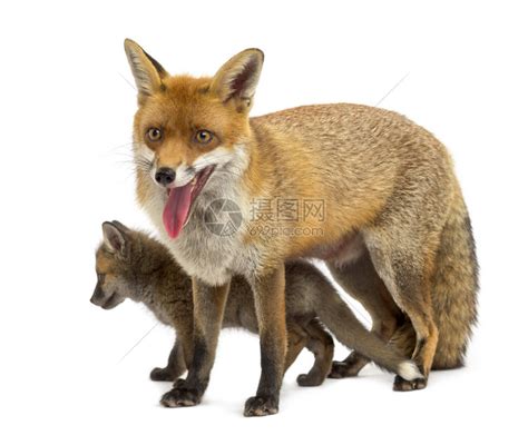 带着幼崽的母亲狐狸7周大在高清图片下载-正版图片504892598-摄图网