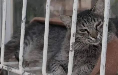 笼子里的猫很痛心地从高清图片下载-正版图片504385421-摄图网