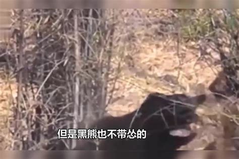 7只小浣熊“占领”华人住宅 这些闯进后院的动物把华人整崩溃了
