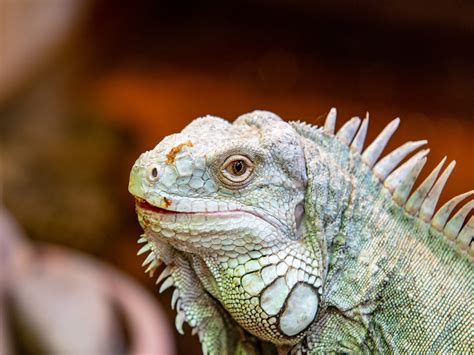 grüner Leguan - Männchen Foto & Bild | zoo, tiere, reptilien Bilder auf ...