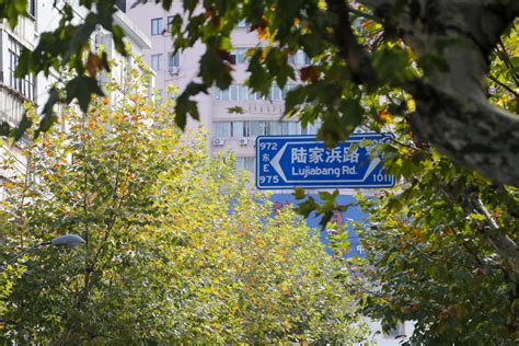 古都南京满大街的梧桐树是一大特色，可惜90年代遭遇了大规模砍伐|梧桐树|南京|古都_新浪新闻