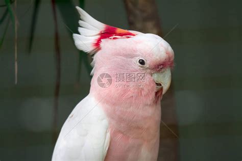 粉红凤头鹦鹉图片