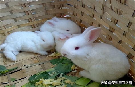 兔子养殖技术教程_360新知