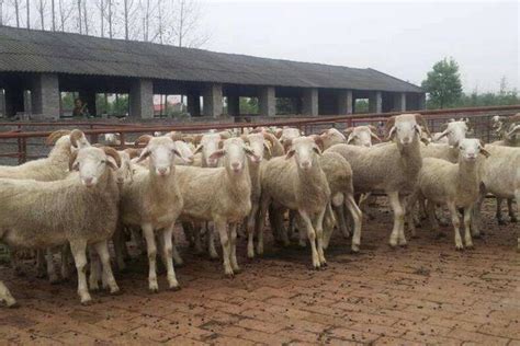 新疆养殖的优良羊品种有哪些？ - 惠农网触屏版