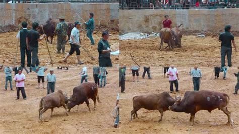 贵州农村斗牛比赛，打得头破血流还是不服输_腾讯视频