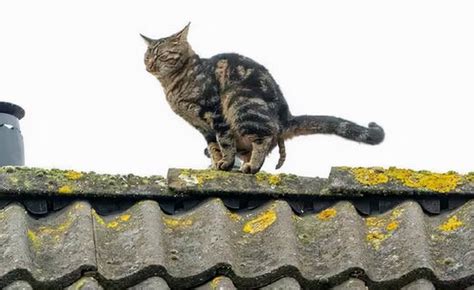 猫咪被困屋顶，消防队跑来救援时，却发现它在上大号？_宠界新闻