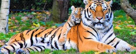 老虎的特征和外貌 - 业百科