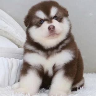 阿拉斯加雪橇犬幼犬图片 肥嘟嘟的太可爱了-宠物王