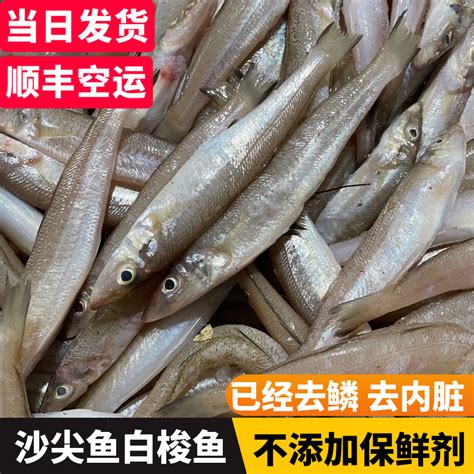 福建沙丁鱼沙尖鱼大白梭鱼新鲜冷冻海鲜去鳞去内脏海捕沙尖鱼包邮-淘宝网