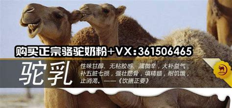 骆驼奶粉品牌排行榜：源西域上榜，第三有10万亩生产基地 - 手工客