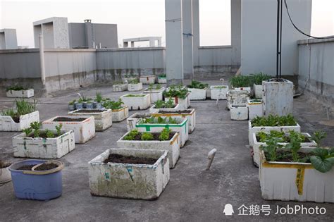 种植池才是楼顶种菜之王，秒杀其它一切容器，吃不完的菜