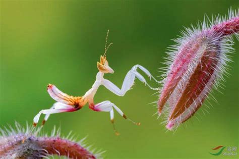 兰花螳螂是螳螂目中最漂亮的一种，会随着花色调整身体的颜色_凤凰网视频_凤凰网