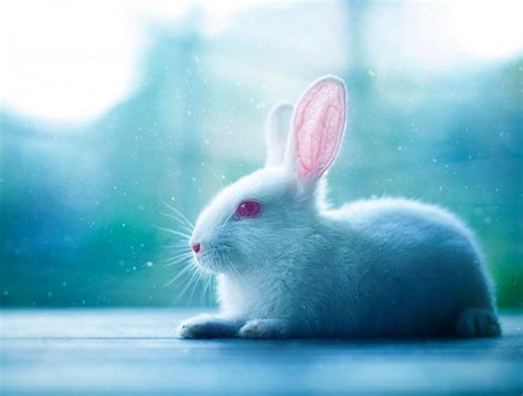 兔几的可爱萌萌哒图片 - 茶杯宠物网