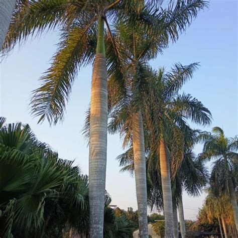 大王椰子 - 花木网