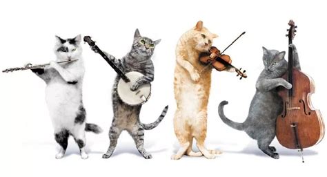 让猫咪放松的音乐，能让猫咪舒服的音乐-酷派宠物网