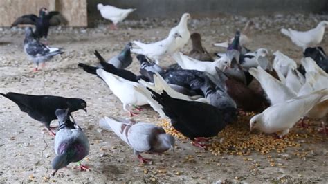 农村鸽子用这样的养殖方式，这些鸽子能养好吗？