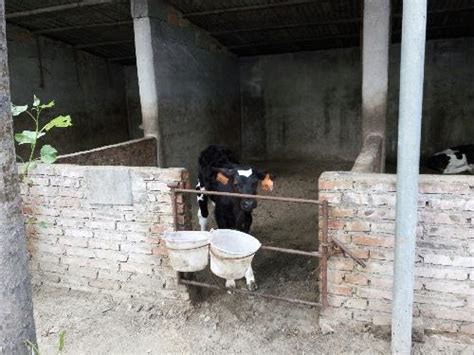 【暑期实践】牛精英赴黑龙江-河北奶牛淘汰率调查小分队
