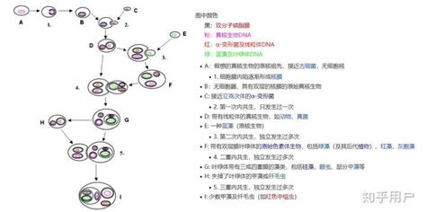 细胞生物学-7-叶绿体和线粒体_线粒体融合和裂解的意义-CSDN博客