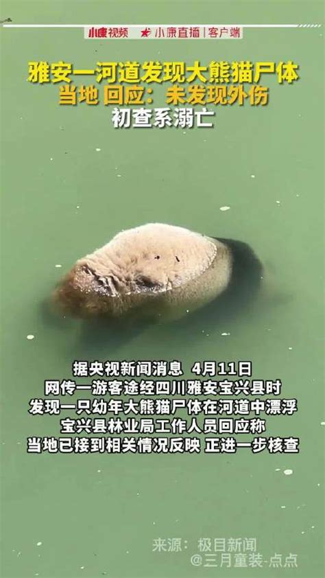 四川一河道发现大熊猫尸体，当地回应：未发现外伤，初查系溺亡，排除人为因素|四川省|大熊猫|溺亡_新浪新闻