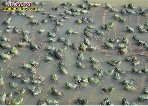 【非洲牛蛙】非洲牛箱头蛙品种特点、习性、饲养方法介绍-毒蛇网爬宠吧