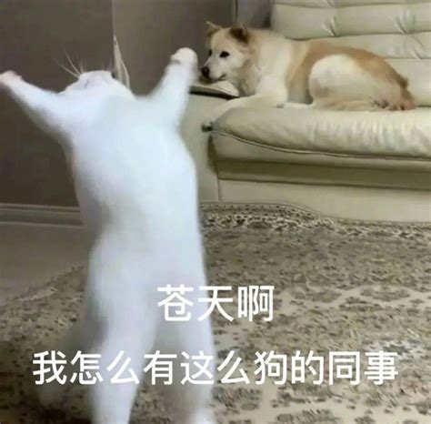 表情包有事图片