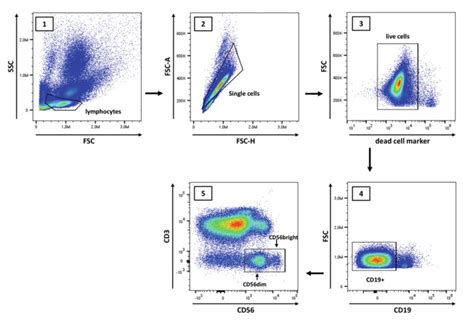 1流式细胞术荧光比值计算_科研小白的第一步——看懂流式细胞图-CSDN博客