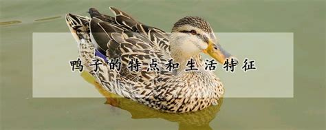 天大“幸福鸭”有暖房啦！-天津大学新闻网
