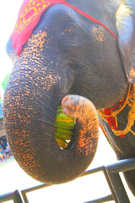 大象香蕉,大象吃香蕉,大象香蕉烟(第2页)_大山谷图库