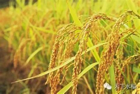 籼粳杂交水稻产量高、米质好，是很有发展潜力的新一代水稻|水稻品种|杂交稻|水稻_新浪新闻