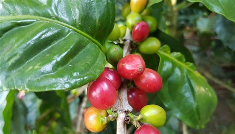 Ethiopia Guji 4 Natural GrainPro | | Royal Coffee