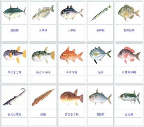 鱼的名字大全，鱼的名字大全和图片大全集-酷派宠物网