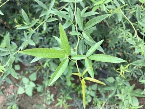 木香花种子哪里有卖-绿宝园林网