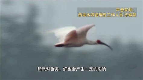 西湖中放生甲鱼：切莫好心办“坏事”_凤凰网视频_凤凰网