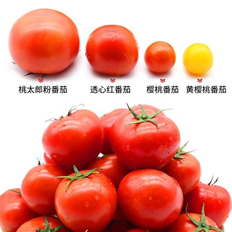 红番茄高清图片下载-正版图片303889010-摄图网