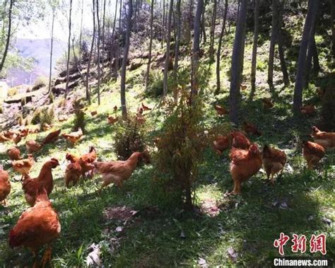 甘南藏区“林下养殖”沙棘鸡 助农走上“绿色”致富路-临潭县人民政府