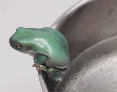 温水煮青蛙的效应是否真实？国外小伙的实验为我们揭晓了答案|青蛙|温水|小伙_新浪新闻