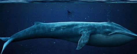鲸鱼是哺乳动物，它是怎么哺乳的？看完长见识了_腾讯视频