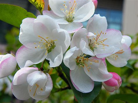 垂丝海棠图片_春季的垂丝海棠图片大全 - 花卉网