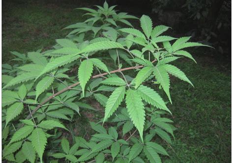 荆条图片