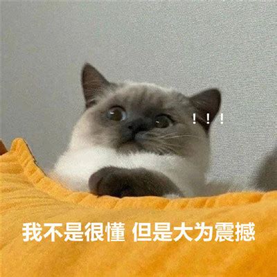 表情包我不理解图片
