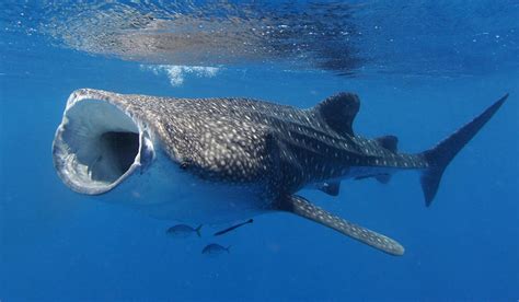 世界上最大的鱼：鲸鲨，全长可达20米(性格温和)_世界之最_真资源
