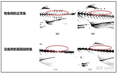 华中农业大学找到了控制鱼刺的基因，能大量减少鱼刺并保持肉质，这背后有哪些科学原理？你愿意尝试吗？ - 知乎