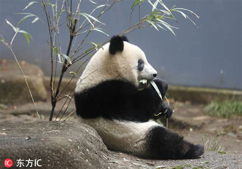 大熊猫大熊猫（6个月）素材-高清图片-摄影照片-寻图免费打包下载
