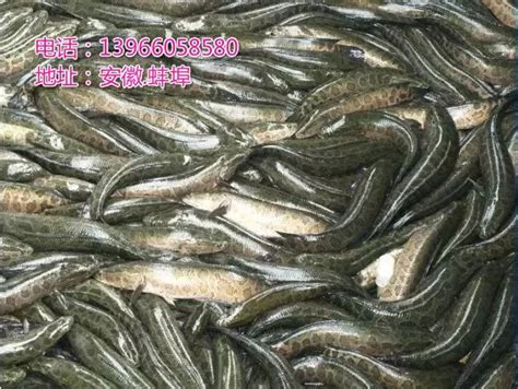 黑鱼多少钱一斤（淡水鱼走俏） - 上海资讯网