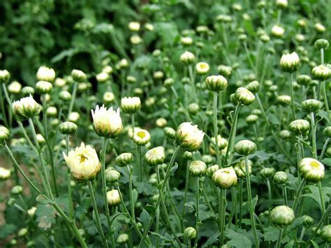杭白菊的养殖方法-花百科