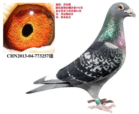 访公棚高手北京来子鸽业(图)-中国信鸽信息网
