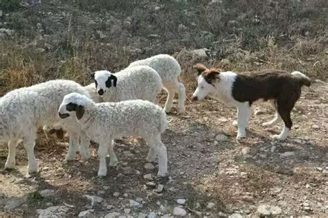 挪威牧羊犬该怎么喂养-挪威牧羊犬需要训练什么-养挪威牧羊犬注意事项