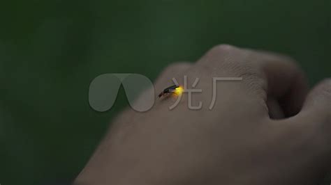 萤火虫-森林里的精灵|摄影|生态|sooper - 原创作品 - 站酷 (ZCOOL)